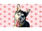 Adopt Lollipop a Black - with Gray or Silver Husky / Mixed dog in Whitewright