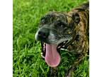Adopt Zoe a Brindle American Pit Bull Terrier / Mixed Breed (Medium) dog in