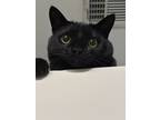 Adopt Sunny a All Black Bombay / Mixed (short coat) cat in Raleigh