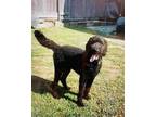 Adopt Sam a Black Poodle (Standard) / Mixed dog in Shreveport, LA (40824862)