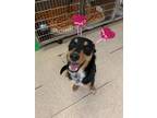 Adopt Dixie a Tricolor (Tan/Brown & Black & White) Australian Shepherd / Mixed