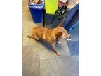 Adopt 55381543 a Red/Golden/Orange/Chestnut American Eskimo Dog / Shiba Inu /