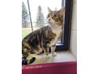 Adopt M & M a Brown Tabby Domestic Shorthair / Mixed Breed (Medium) / Mixed