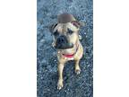 Adopt Axel a Tan/Yellow/Fawn Mixed Breed (Medium) / Mixed Breed (Medium) / Mixed