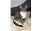 Adopt Amici a Brown Tabby Domestic Shorthair / Mixed Breed (Medium) / Mixed