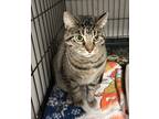 Adopt Jazmine a All Black Domestic Shorthair / Mixed Breed (Medium) / Mixed