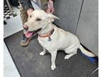 Adopt Blizzard a Tan/Yellow/Fawn Mixed Breed (Small) / Mixed Breed (Medium) /