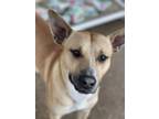 Adopt Toby Keith a Tan/Yellow/Fawn American Staffordshire Terrier / Mixed Breed