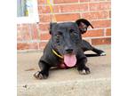 Adopt Edison Everly a Black - with White Boston Terrier / Beagle / Mixed dog in