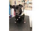 Adopt Everett Everly a Black - with White Boston Terrier / Beagle / Mixed dog in