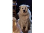 Adopt Juniper - W. Springfield, MA a White Great Pyrenees / Mixed dog in Lee