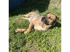 Adopt Lucky a Brown/Chocolate Shar Pei / Shepherd (Unknown Type) / Mixed dog in