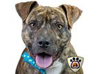 Adopt Scotty a Brown/Chocolate Border Terrier / Mixed dog in Merriam