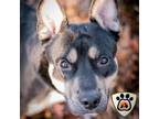 Adopt Ralphie a Black Border Terrier / Mixed dog in Merriam, KS (40142937)