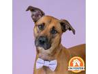 Adopt Leon a Red/Golden/Orange/Chestnut Black Mouth Cur / Mixed dog in Merriam