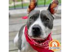 Adopt Tom a White Pit Bull Terrier / Mixed dog in Merriam, KS (39481530)