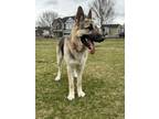 Adopt Oliver a Black - with Tan, Yellow or Fawn German Shepherd Dog / Mixed dog