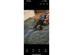 Adopt starry bell a Tortoiseshell American Shorthair / Mixed (short coat) cat in