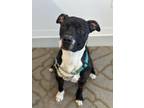 Adopt Macho Man a Black - with White Staffordshire Bull Terrier / Mixed dog in