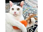 Adopt Stitch a Black & White or Tuxedo Turkish Van (short coat) cat in Chicago