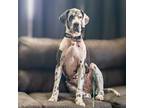 Adopt Rezi a White - with Gray or Silver Great Dane / Mixed dog in Vail