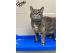 Adopt Kira a Brown Tabby Domestic Mediumhair / Mixed Breed (Medium) / Mixed