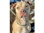 Adopt Prince a Brown/Chocolate American Pit Bull Terrier / Mixed Breed (Medium)