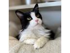 Adopt Gorgeous a All Black Domestic Longhair / Mixed Breed (Medium) / Mixed