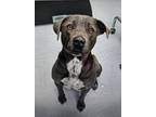 Adopt Abe a Black Mixed Breed (Small) / Mixed Breed (Medium) / Mixed (short