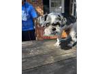 Adopt Shifu BLIND AND DEAF a White Shih Tzu / Mixed Breed (Medium) / Mixed