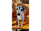 Adopt Ernie IN FOSTER a White Rat Terrier / Mixed Breed (Medium) / Mixed (short
