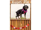 Adopt Lady Hope a Black Rottweiler / Mixed Breed (Medium) / Mixed (short coat)