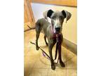 Adopt Blue a Gray/Blue/Silver/Salt & Pepper Great Dane / Mixed dog in Austin