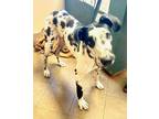 Adopt Charlie a White - with Black Great Dane / Mixed dog in Austin