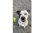 Adopt Bolt a White American Pit Bull Terrier / Mixed Breed (Medium) / Mixed
