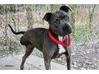Adopt Cherry a Merle Mixed Breed (Medium) / Mixed Breed (Medium) / Mixed (short