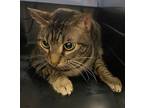 Adopt Christina (Cricket) (Merritt Island Adoption Cente a Brown Tabby Domestic