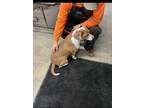 Adopt Jill a White Labrador Retriever / Beagle / Mixed (short coat) dog in