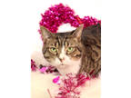 Adopt Fisher a Brown Tabby Domestic Shorthair / Mixed Breed (Medium) / Mixed