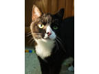 Adopt Granny a All Black Domestic Shorthair / Mixed Breed (Medium) / Mixed