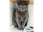 Adopt Wyoming a Gray or Blue Domestic Shorthair / Mixed Breed (Medium) / Mixed