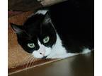 Adopt Baby Doll a All Black Domestic Shorthair / Mixed Breed (Medium) / Mixed