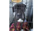 Adopt Leroy a Black Mixed Breed (Small) / Mixed Breed (Medium) / Mixed (short