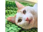Adopt Parsnip a White (Mostly) Turkish Van (short coat) cat in Chicago