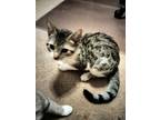 Adopt Oreo a Black & White or Tuxedo American Shorthair / Mixed (short coat) cat