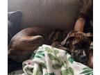 Adopt Delilah a Brindle Boxer / Mixed dog in Huntsville, AL (40820581)