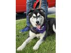 Adopt Ash a Black - with Gray or Silver Husky / Alaskan Malamute / Mixed dog in