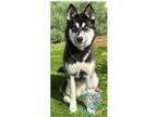Adopt COH Phoenix a Black - with White Alaskan Malamute / Siberian Husky / Mixed