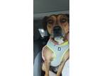 Adopt Piper a Brown/Chocolate - with White Mutt / Mixed dog in San Bernardino