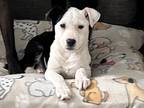 Adopt Oreo a White - with Black Feist / Mixed dog in Cortlandt Manor